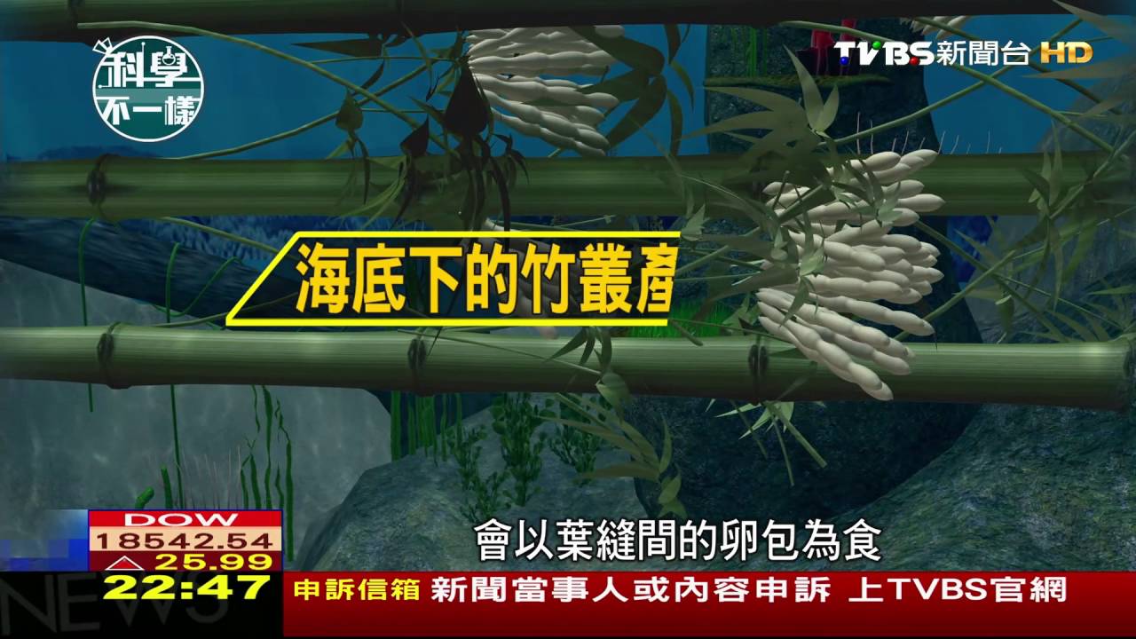 建產房復育　保育人士籲禁捕年幼軟絲