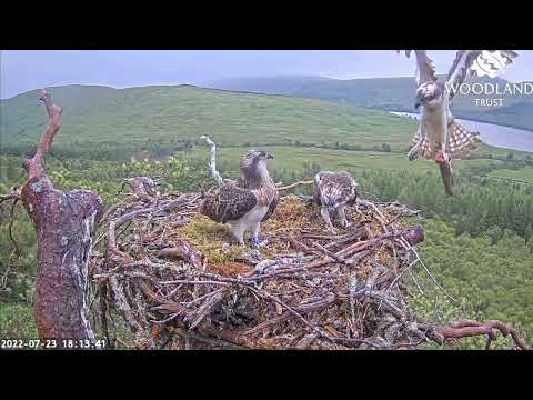 Only the two Loch Arkaig Osprey chicks are around when Louis brings fish number five 23 Jul 2022