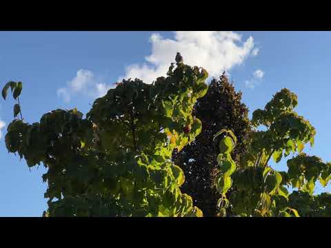 Vanguard VEO3+ 263CB