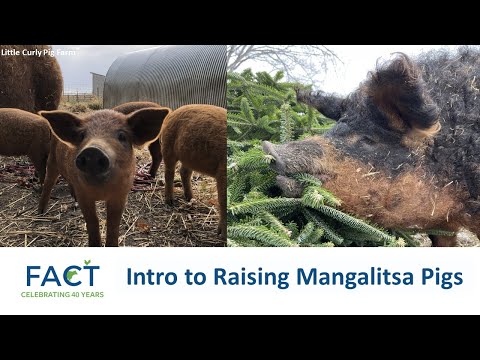 , title : 'Introduction to Raising Mangalitsa Pigs'