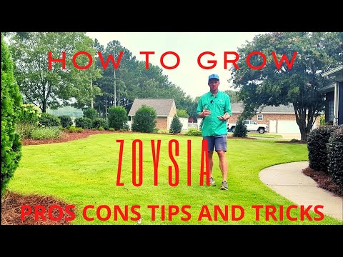 Zoysia | Pros Cons Tips and Tricks