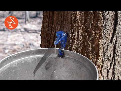 메이플 시럽 Maple Syrup - : 최신 백과사전, 뉴스, 리뷰 및 연구 메이플 시럽 Maple Syrup - : 최신 백과사전, 뉴스, 리뷰 및 연구