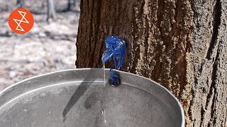 Making Maple Syrup | Où se trouve: Garland Sugar Shack