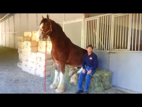 Meilleures vidéos drôles de chevaux et d'humains de 2024