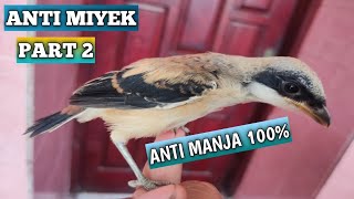 Download lagu Basic care for Cendet chicks to prevent them from getting oily and spoiled.... Guaranteed success. mp3