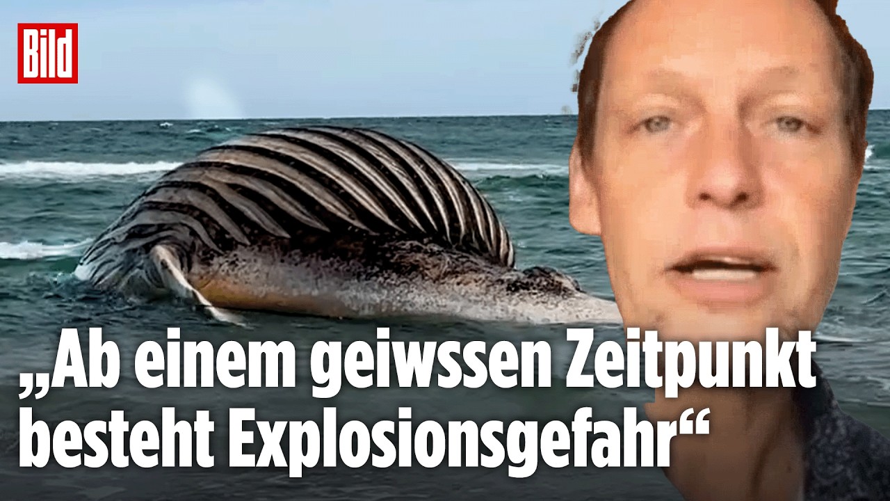 TIMMY BLÄHT SICH WEITER AUF: Meeresbiologe erklärt die Gefahr um den Wal-Kadaver