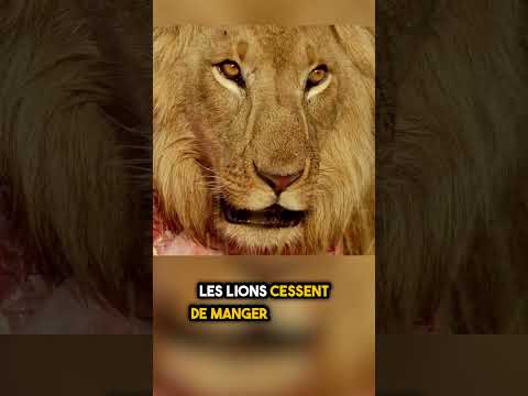 15 Lions Étaient en Train de Manger... Puis Ces Hommes Ont Fait ÇA 😱 #shorts