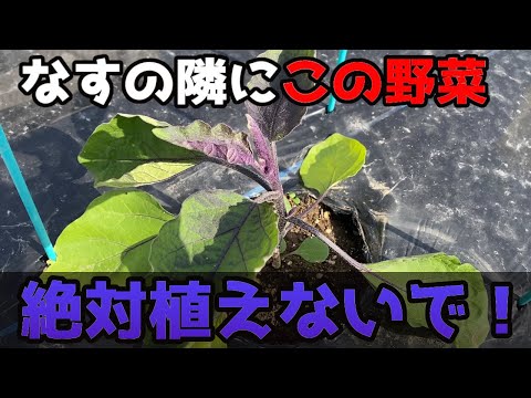 トマトの隣にどの花を植えますか?良い植物の組み合わせ  庭園