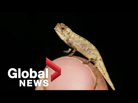 Discovery of a tiny chameleon may be the world’s smallest reptile