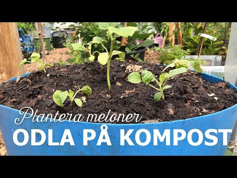 , title : 'Odla på kompost - Plantera meloner'
