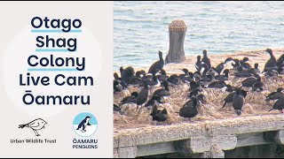 Otago Shag Colony , Sumpter Wharf Ōamaru live webcam