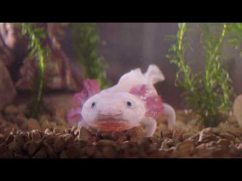 RUGBY WORLD CUP 2019 – Kayo Sports Owen the Axel-oracle TVC