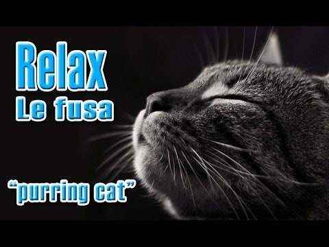 download lagu mp3 mp4 Fusa, download lagu Fusa gratis, unduh video klip Fusa