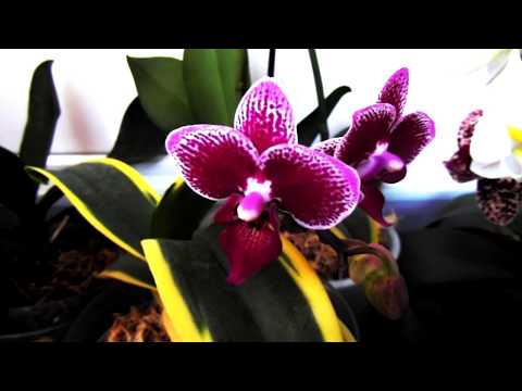 Цветущая "кукурузка" и общий обзор.