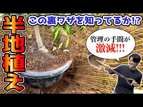 地中および鉢植えのキョウチクトウ用の土はどのような種類ですか?役に立つアドバイスとボーナスコメント！  庭園