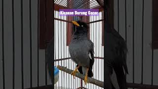 Download lagu Ocehan Jalak Kebo Full Isian mp3 Download lagu Ocehan Jalak Kebo Full Isian mp3