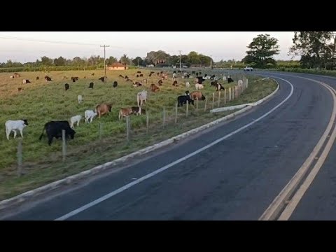 BOA ESPERANÇA, SÃO MATEUS ESPÍRITO SANTO, RODOVIA ES 315, BR 101, EP 1648. 09/01/2026.