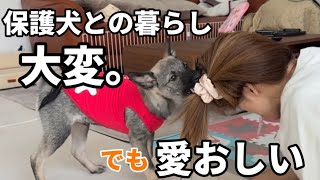 保護犬との暮らし、想像以上に大変。でも愛おしい日々