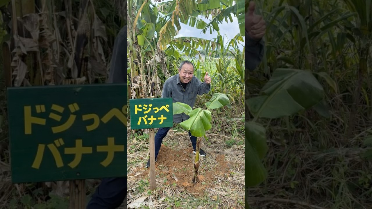 【僕のバナナを植えてきた！！】国産のバナナって見ないよなー！#国産バナナ＃沖縄バナナ＃アップルバナナ