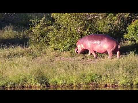 Djuma: Lone Hippo leaves dam to go grazing - 17:45 - 02/13/2020