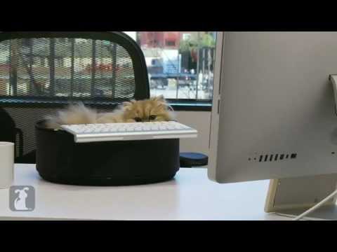 Kitten on a Keyboard - Humans Talk Funny