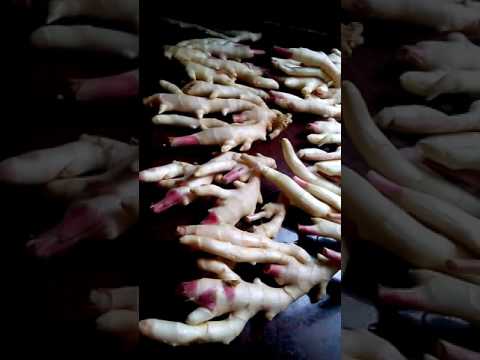 Apakah mungkin untuk menurunkan berat badan di atas air dan buah-buahan Seledri apakah penurunan berat badan membantu