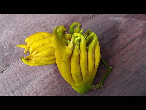 Erntezeit Urzitrone - Buddhas Hand - Herbst - Original lemon - harvest