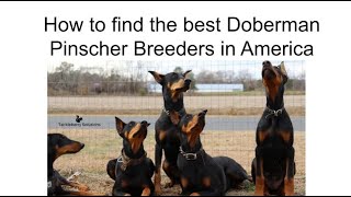Video preview image #1  Breeder Profile in MOUNT OLIVE, NC, USA