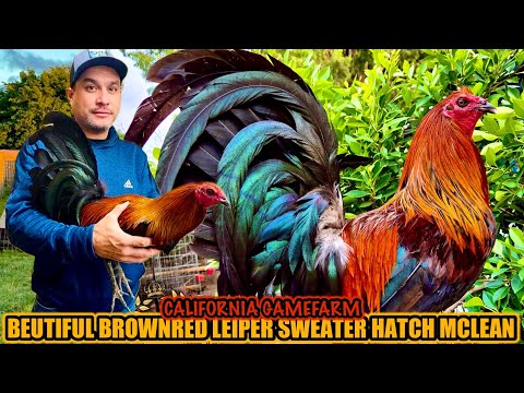 Beautiful Brownred Leiper Sweater Hatch Mclean ~ CALIFORNIA GAMEFARM