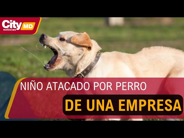 Drama en Bogotá: Niño atacado por perro de una empresa que despidió a su padre