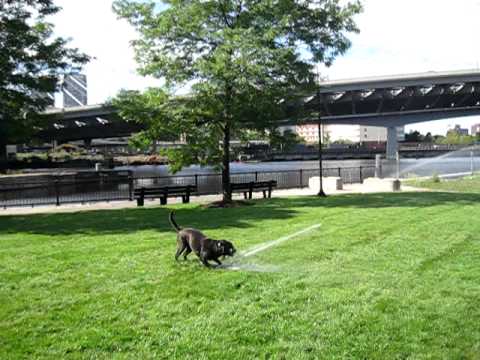 Maggie vs Sprinkler Charlestown MA