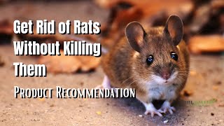 How To Get Rid Of Rats Without Killing Them? - The Walled Nursery