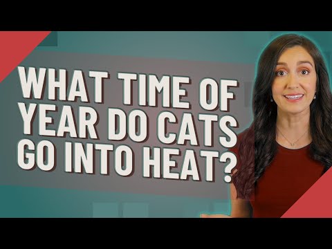 What time of year do cats go into heat?