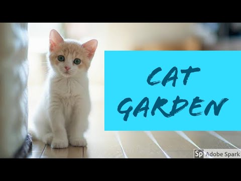 CAT GARDEN