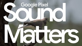 Download lagu Pixel Sound Matters: Dawn Chorus Behind-the-Scenes mp3 Download lagu Pixel Sound Matters: Dawn Chorus Behind-the-Scenes mp3