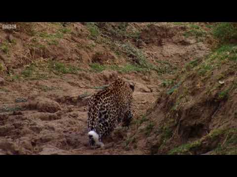 The Strongest LION PRIDE in Luangwa Valley -ANIMAL Geographic Documentary 2023 (Full HD 720p)