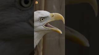 Bald Eagle Sounds (Bald Eagle In Back Yard Making Noises With Open Mouth)