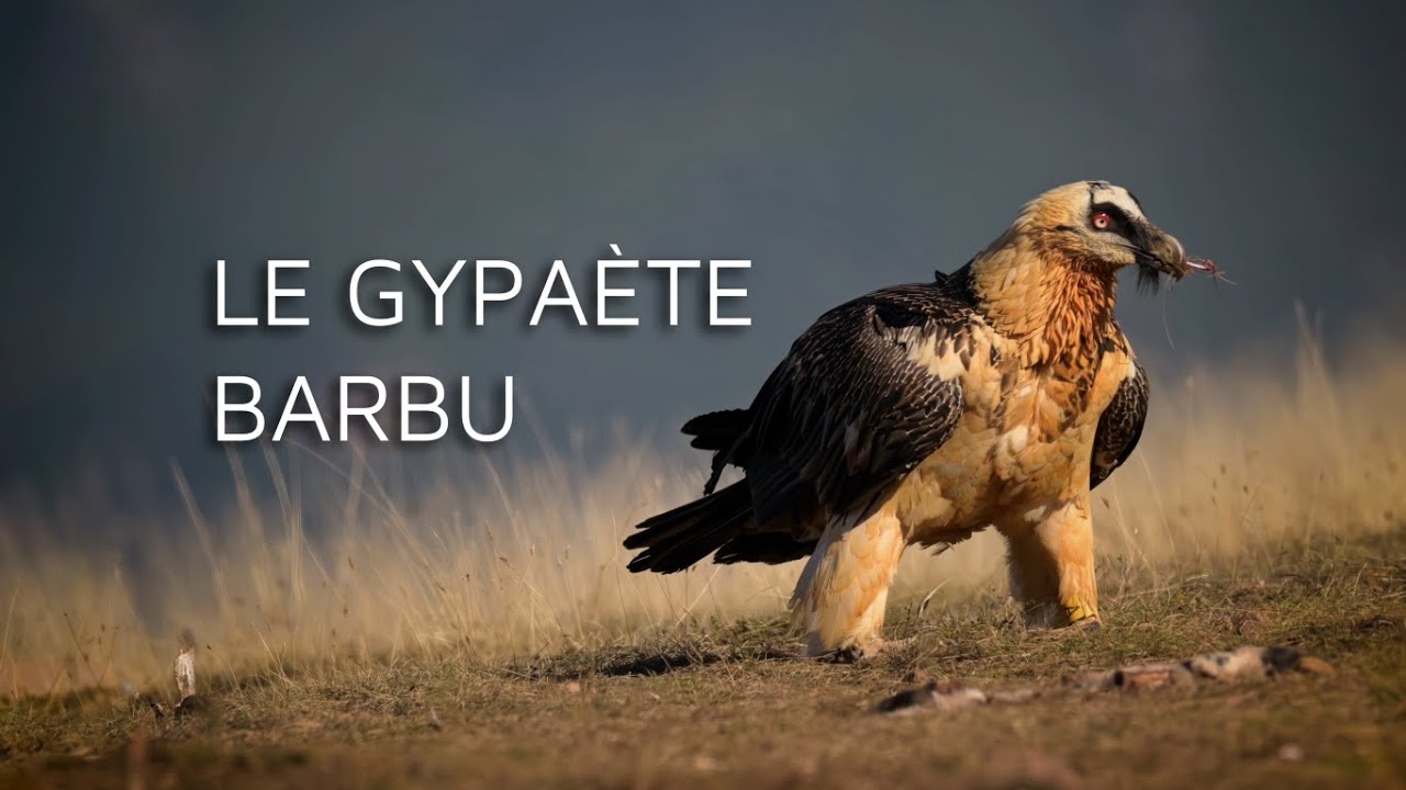 Le Gypaète Barbu