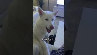 Husky catches WHAT in the air? 😂 #doglover #dog #trending #viral #funny #pets #trendingshorts #fun