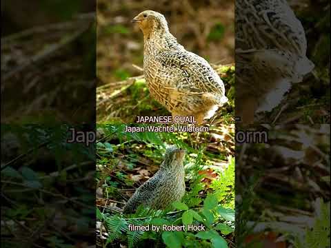Japanese Quail wild species male sound
