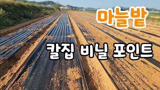 마늘싹이 벌써! 마늘밭 칼집비닐! 마늘 파종기로 파종후