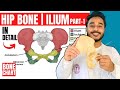 Hip Bone Anatomy 3d Ilium Bone Anatomy Bones Of Lower Limb Anatomy