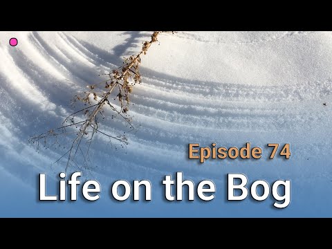 Life on the Bog • Episode 74 • December 15-26, 2020