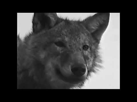 ISTORIJSKI SNIMAK LUKE MODRIĆA: Dječak koji je čuvao koze najbolji je nogometaš planete