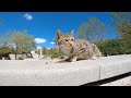 Meowing For Food Super Cute And Hungry Tabby Cat