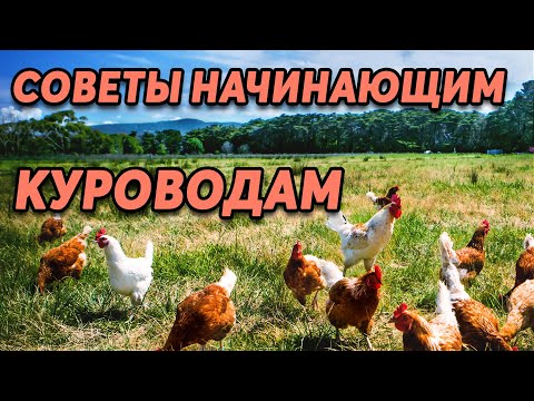 , title : 'Куры несушки . 5 советов новичкам. Содержание, кормление, профилактика заболеваний.'