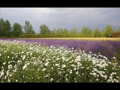 Velinka Grgurevic Svadili se, orli i sokoli