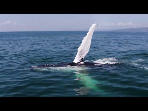 download lagu mp3 mp4 Whales In Samana Dominican Republic, download lagu Whales In Samana Dominican Republic gratis, unduh video klip Whales In Samana Dominican Republic