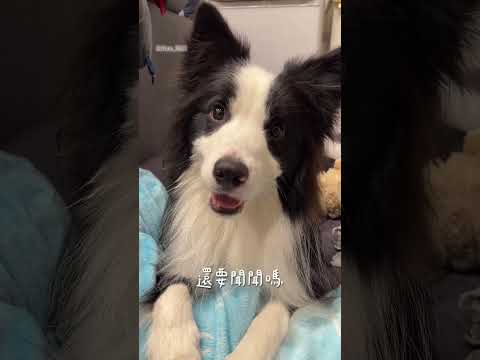 蚯蚓噴霧😍 #bordercollie #邊境牧羊犬 #邊境