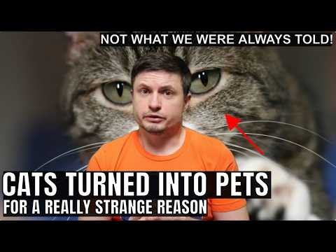 We Were Wrong About Cat Domestication and How Cats Spread Around the World